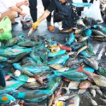 新鮮なイラブチャーなどを買い求める女性ら=25日、佐良浜漁港 新鮮なイラブチャーなどを買い求める女性ら=25日、佐良浜漁港